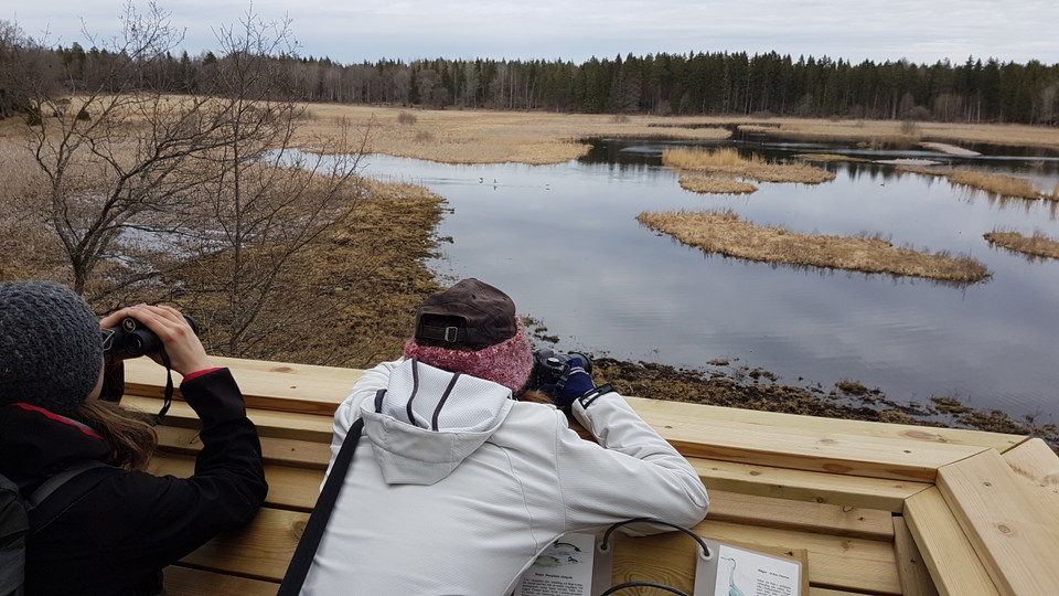 Två personer skådar med kikare ut över kärret. Personerna står i fågeltornet.
