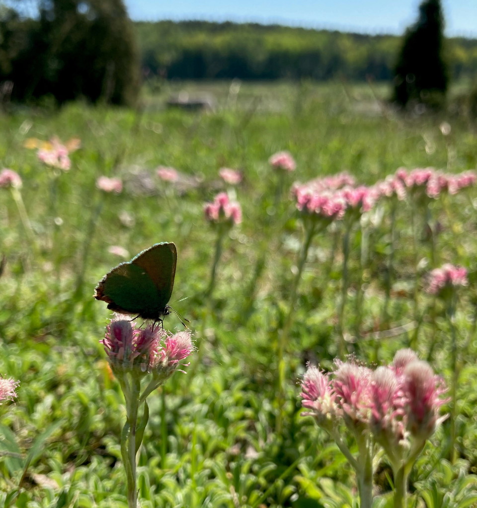 Blommande kattfot i Skesta hage. På en honblomma sitter en grönsnabbvinge. 