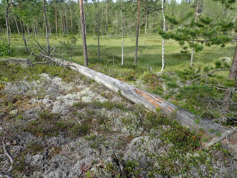 Tallåga