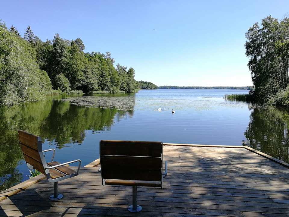 Sjöutsikt med svanar