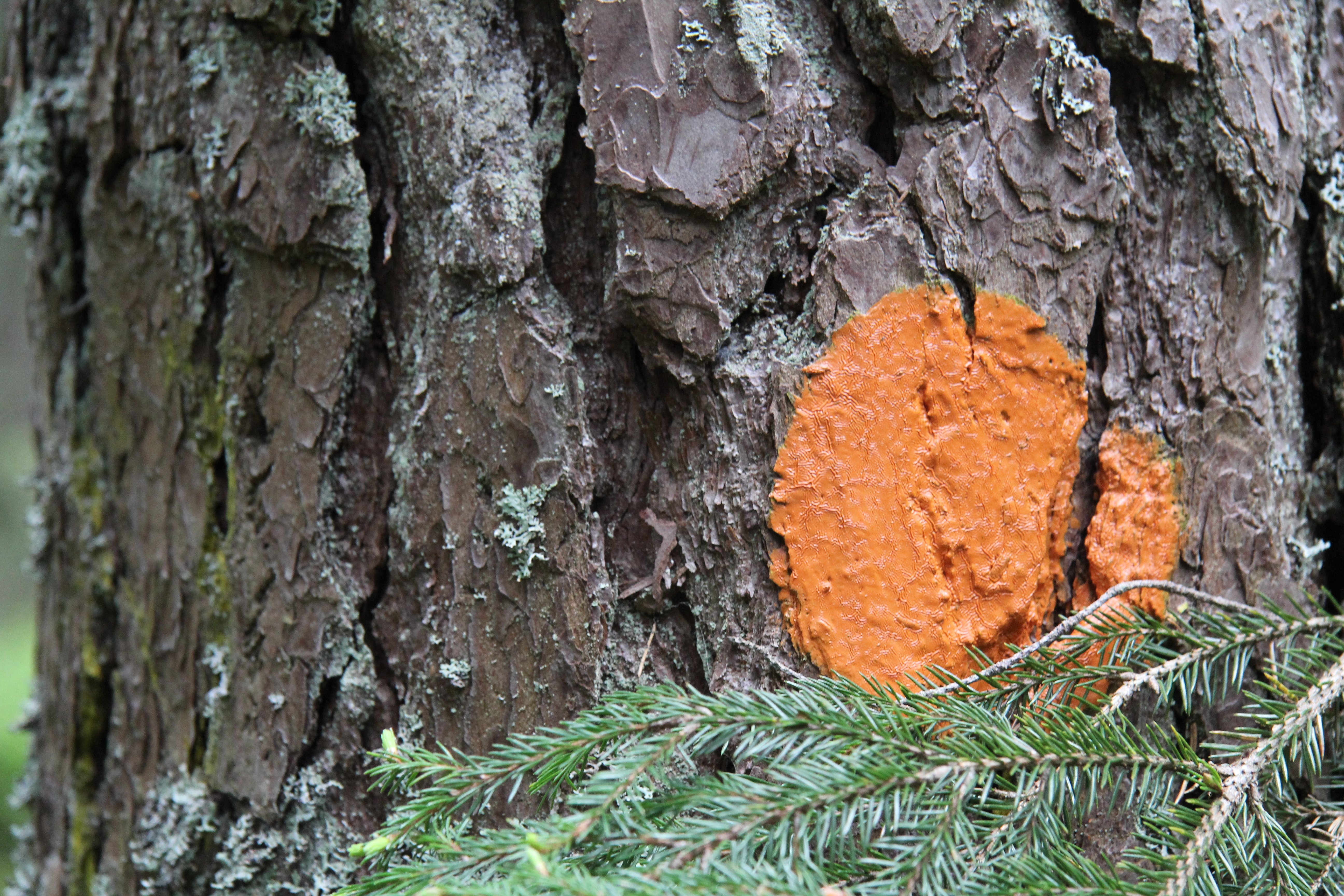 Orange markering på träd.