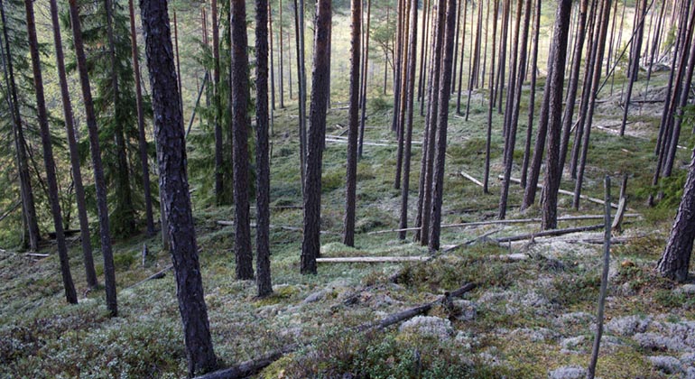 Komoramossen, Kaljoxadalen.