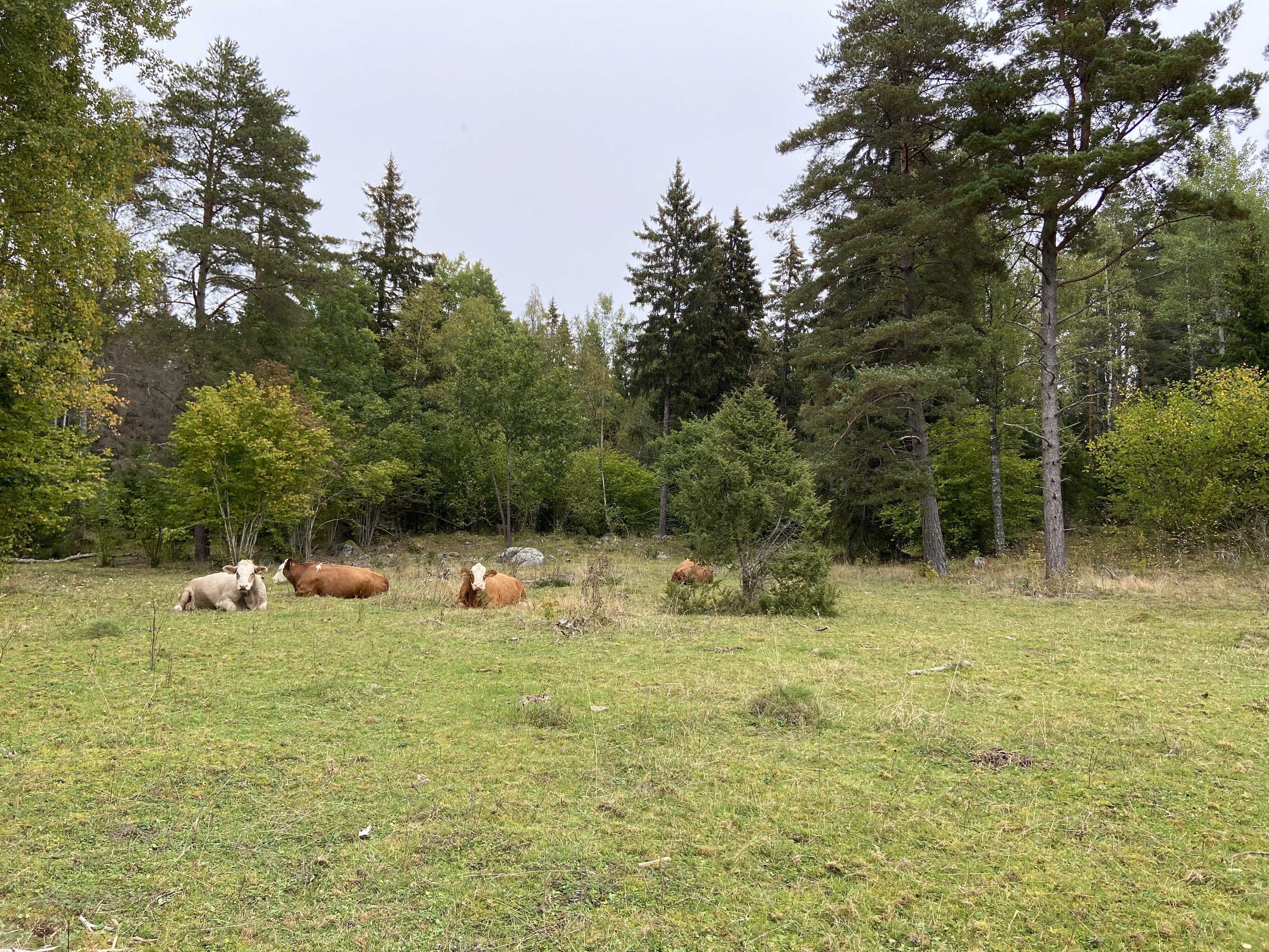 Fyra kor ligger i en beteshage. I bakgrunden syns skog.