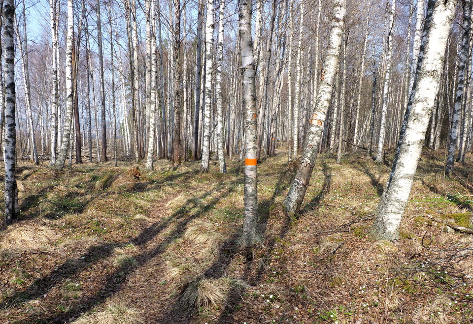 Påväg ut på Millnäset