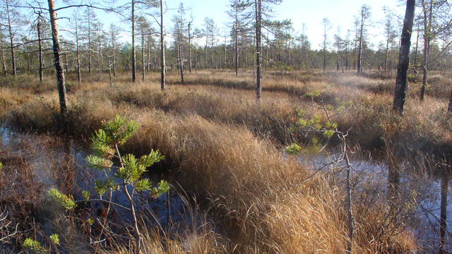 Mellanlandet