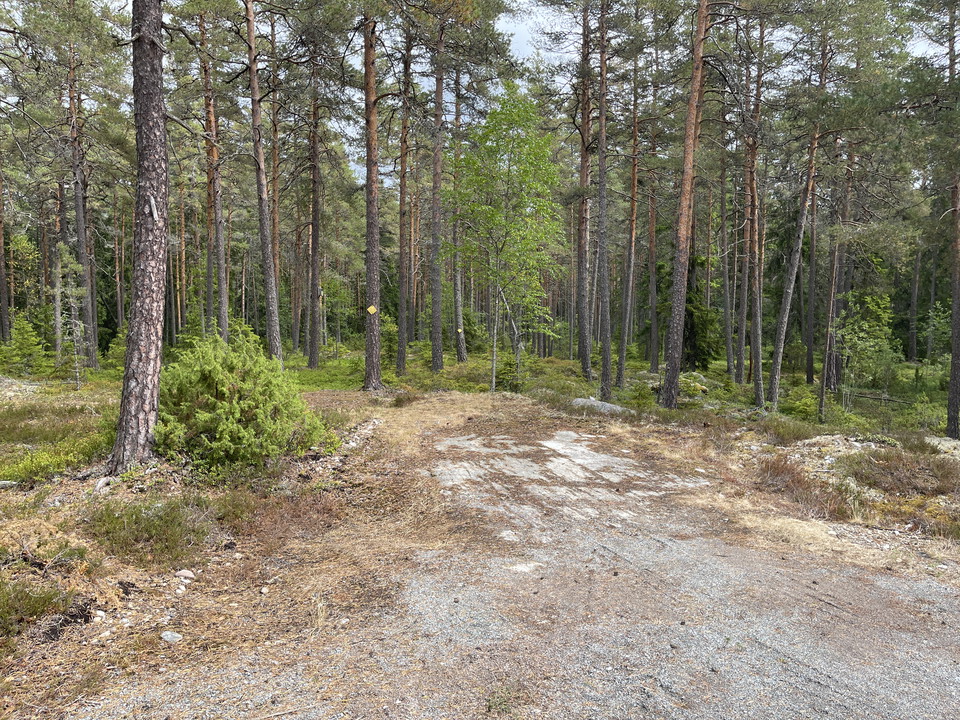 Stig in i skog. Ett träd har en gul markering på stammen.