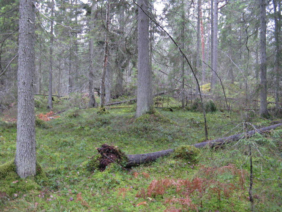 Hundsjöns naturreservat
