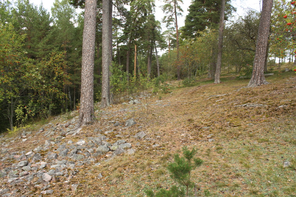 En brant lutande backe med många stenar och rötter. Flera träd och buskar växer på backen.