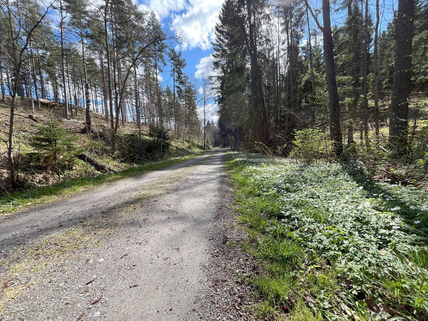 Banvallen kantad av vitsippor.