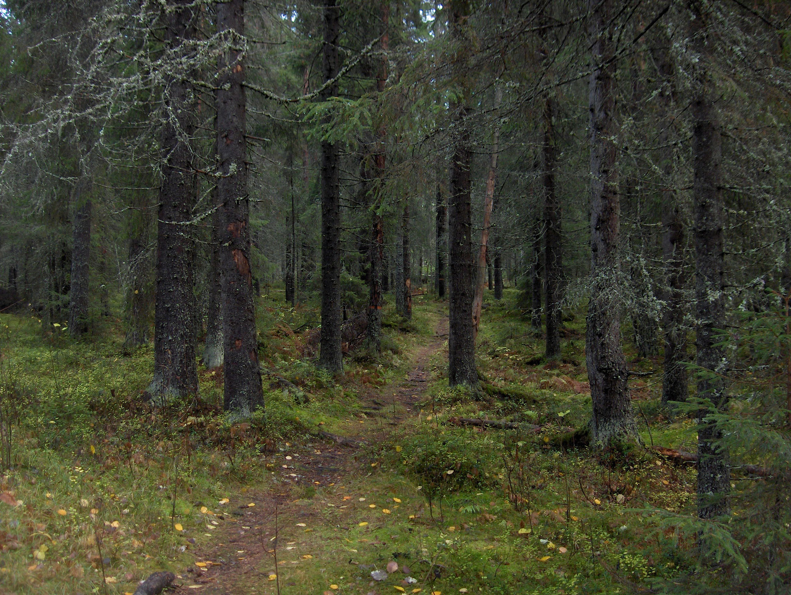 Starrberget vandringsled