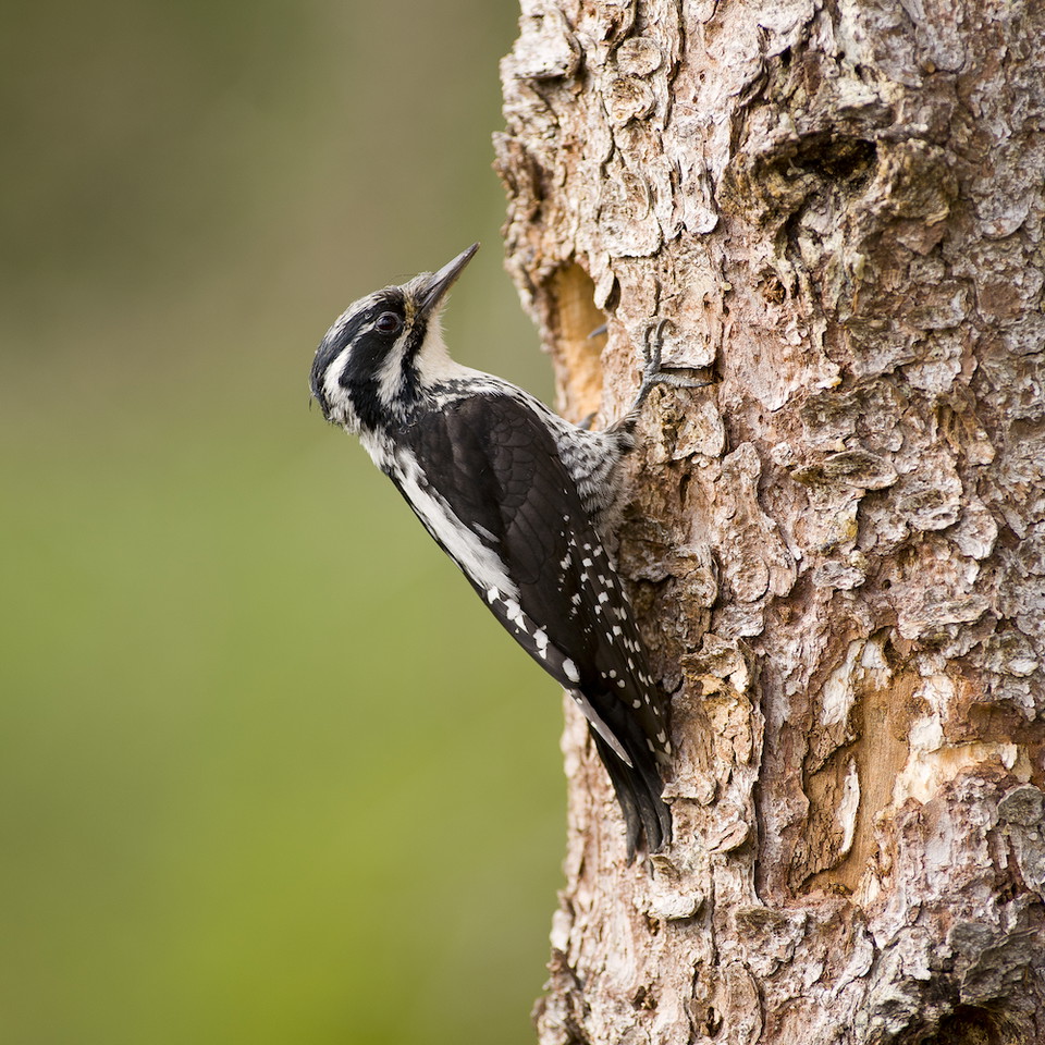 Tretåig hackspett - en karaktärsart för granfjällskogen.
