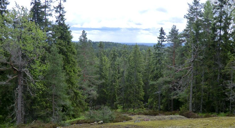 Utsikt från reservatet.