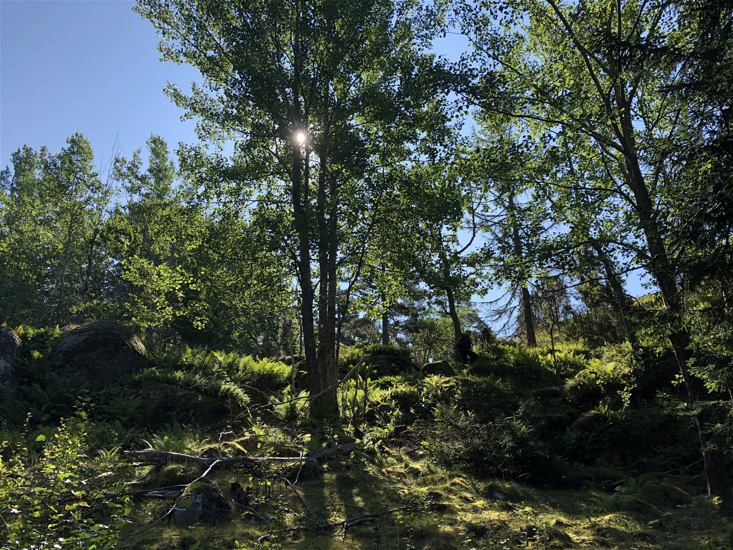 Rosenlundsskogens naturreservat.