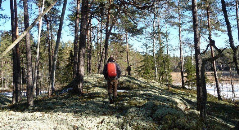 Ås som går i kanten av myren. Foto Jenny Sander.