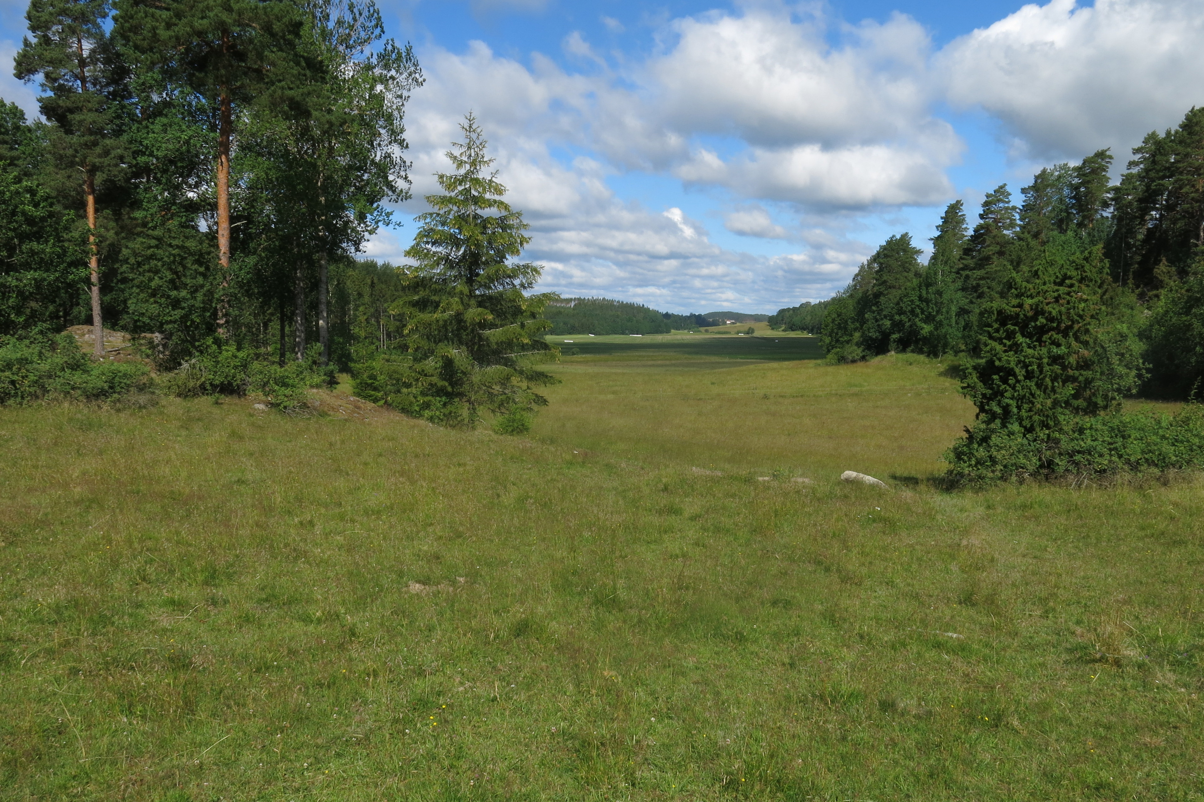 Öppna ängsmarker
