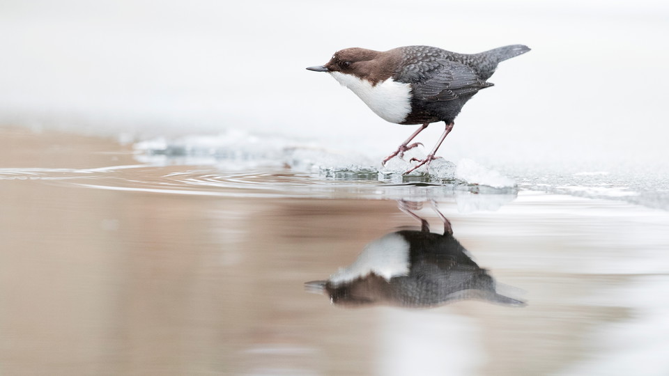Strömstare vid Kottlasjöns utlopp. Foto Tomas Carlberg