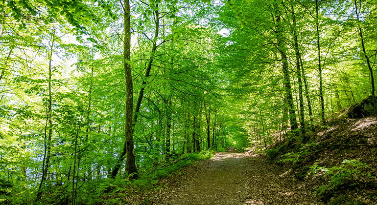 Stig i skogen
