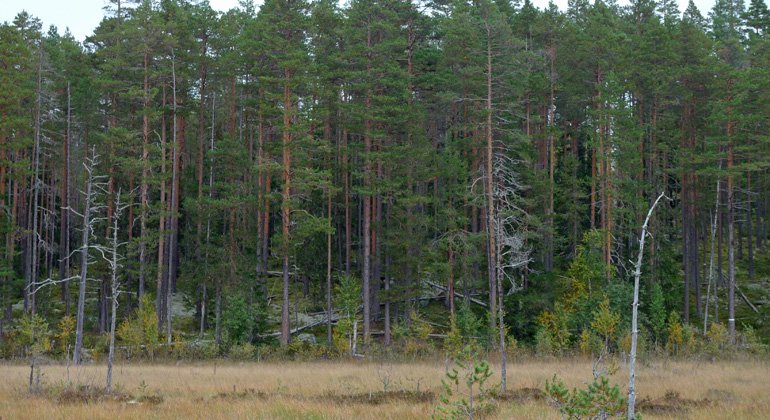 Naturskog med inslag av gamla döda träd i Gulliksberget.