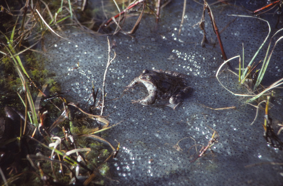 Groda och grodrom. Foto Torbjörn Peterson.