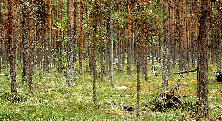 Kåtamyrbäcken.