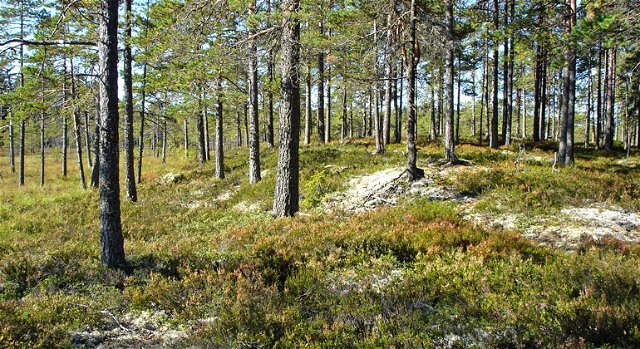 Helgåsskogens Naturreservat