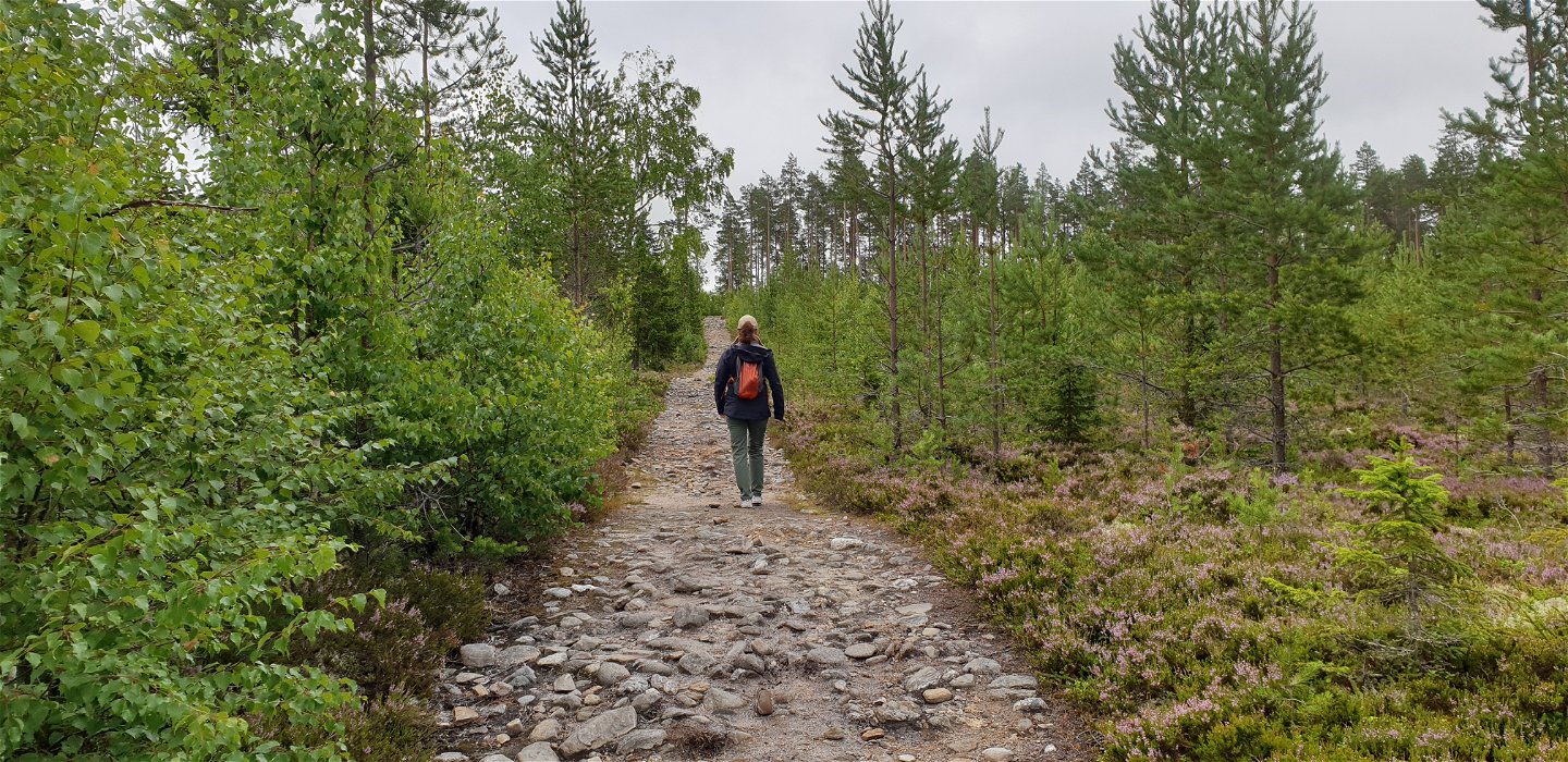 Selsknösen är en av Tio toppar Tavelsjö.