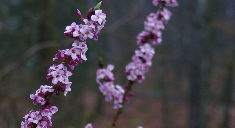lilla blomma