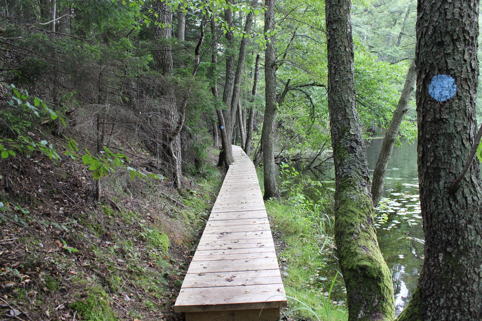 En bred träspång går genom skog längs stranden av en sjö.