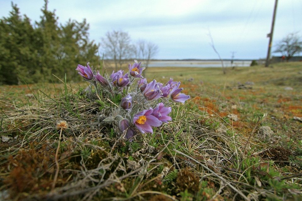 På våren är Nordians hög ett säkert ställe för att se backsippor.