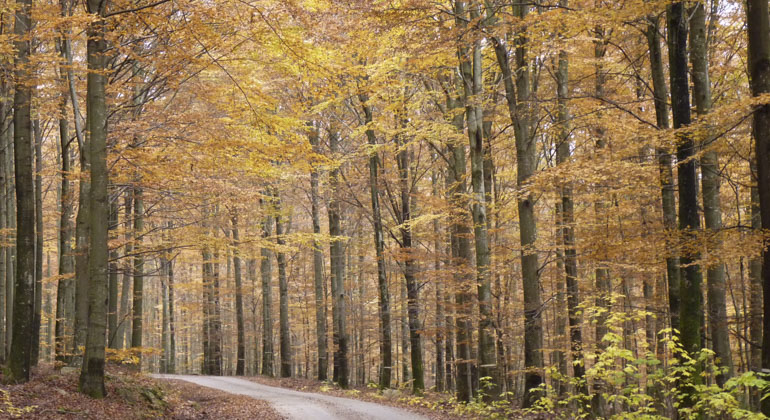 Väg i skog en höstig dag