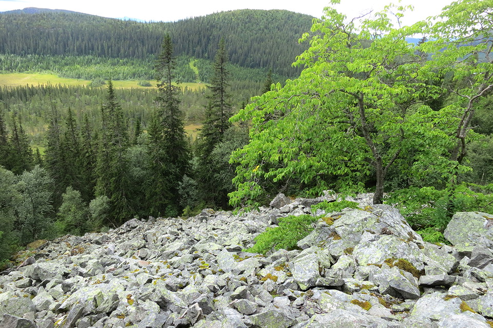 Alm i stenskravlet under branten