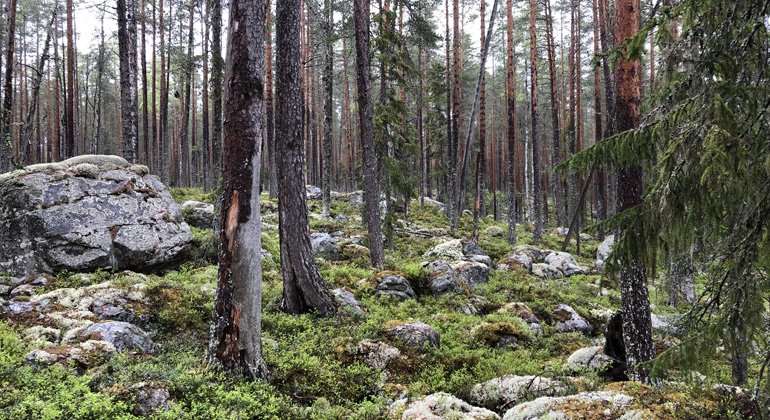 Kvarnbergets naturreservat är knappt 100 hektar och består främst av tallskog och den framtida skötseln av områdena kommer att bestå av naturvårdsbränningar.