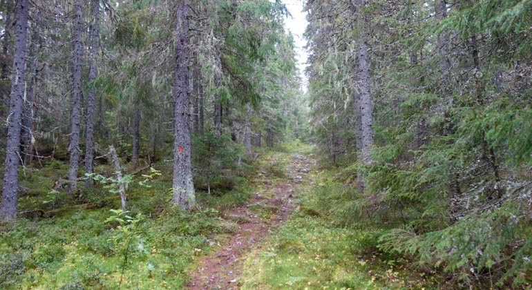 Icktjärnsbergets naturreservat.