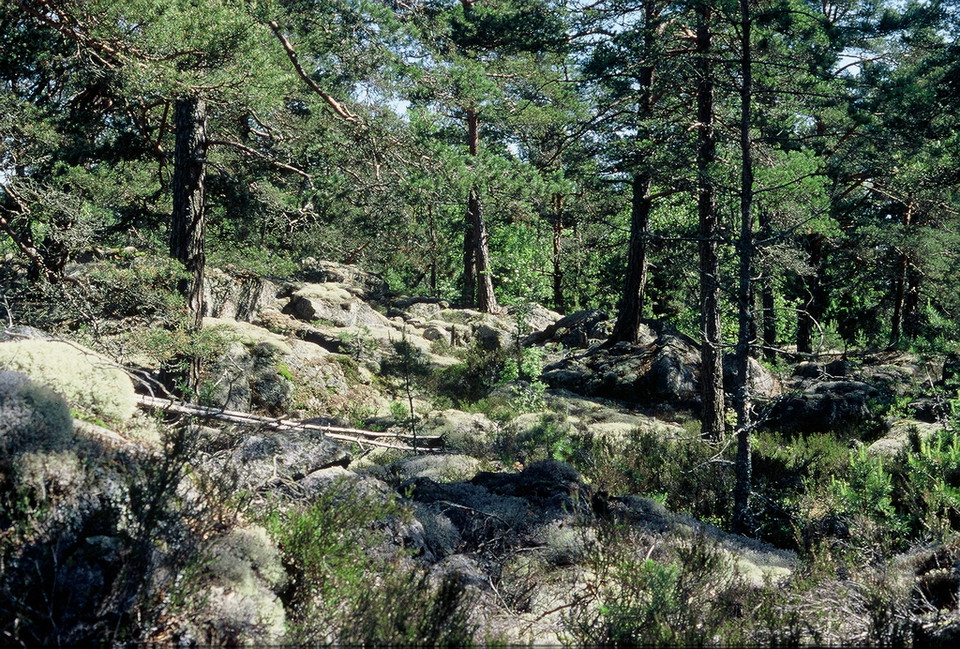 Varierande terräng i Trehörningsskogen