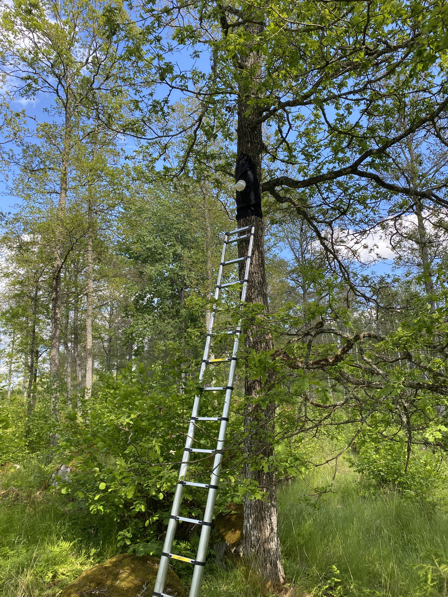 Träd med insektsfälla.