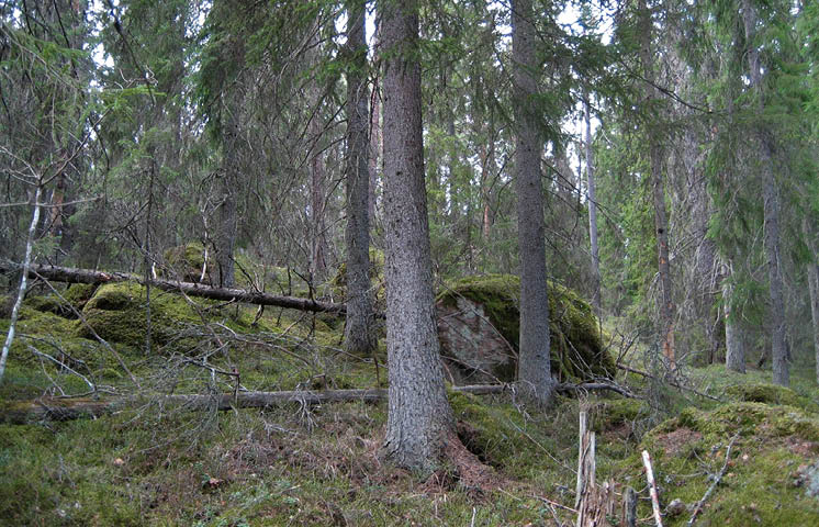 Sluttning med mossbelupna block och gran i olika ålder.