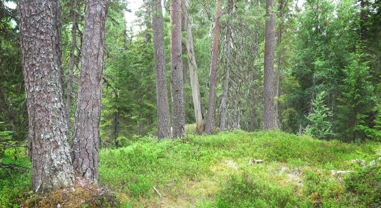 Rågsvedjebergets naturreservat.