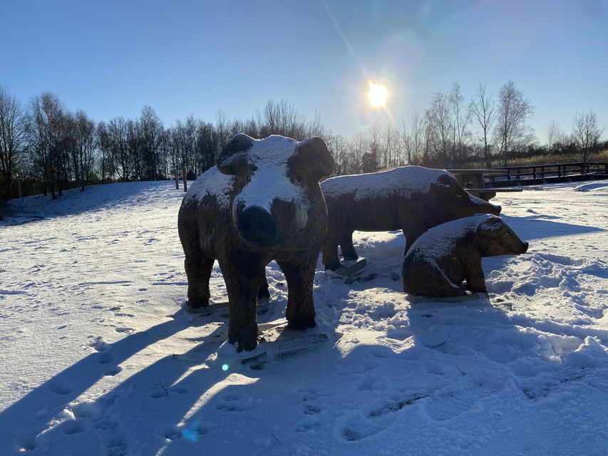 Lekskulpturer - vildsvin i naturlig storlek