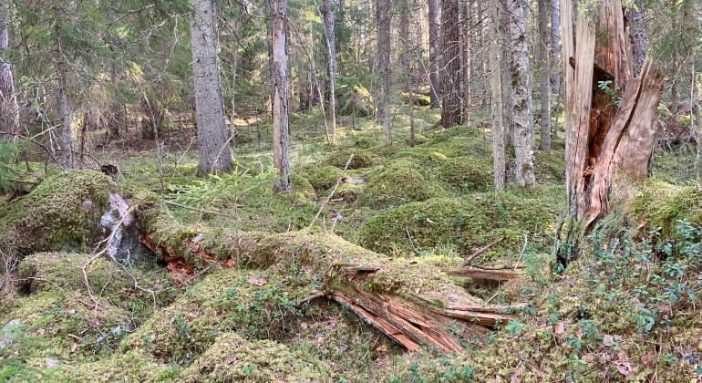 I en skog med stora stenar har ett träd brutits av. På marken ligger den övre stamdelen inbäddad i ett lager av mjuk mossa.