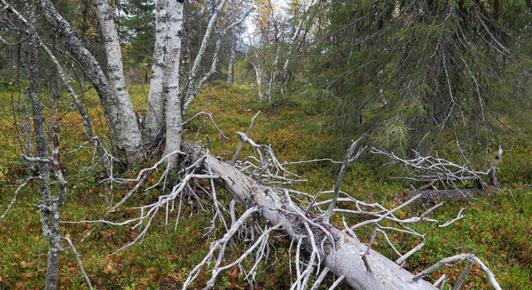 En granskog med ett liggande dött träd.