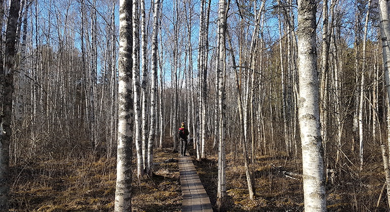 En lång spång att promenera på genom lövskogen håller dig torr om fötterna. 