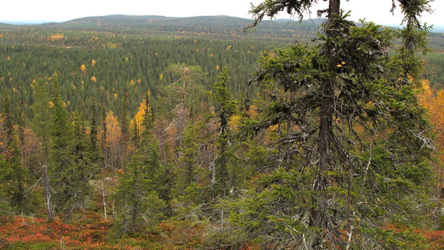 Puoutavare