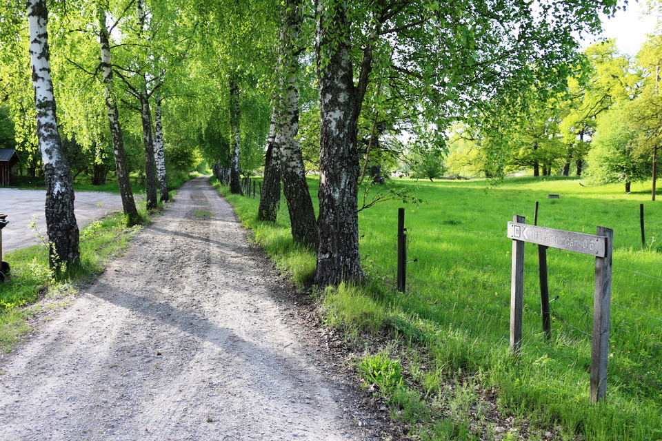 Grusväg genom en allé som är en del av vandringsled.