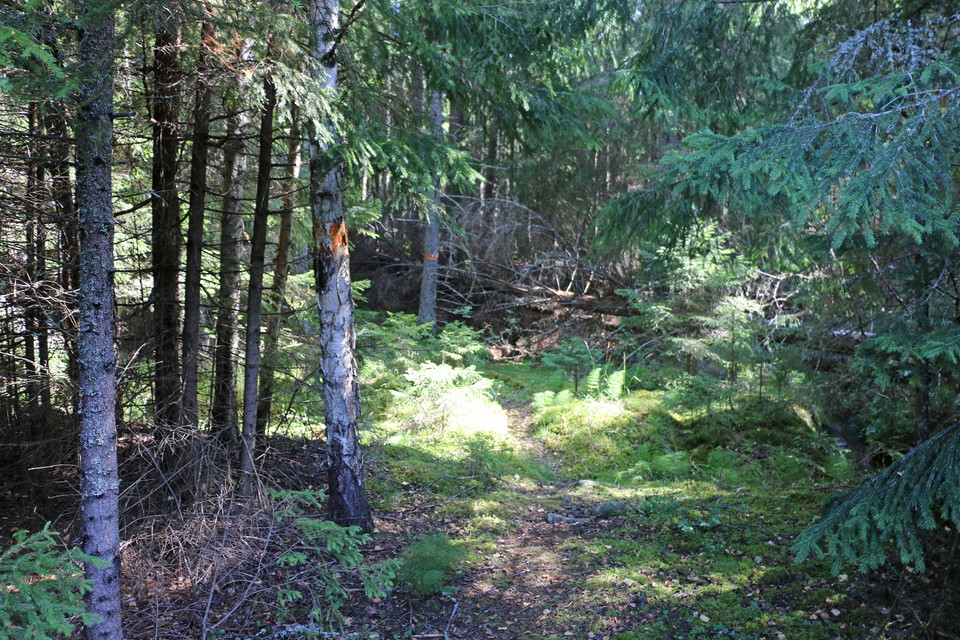 Stig genom granskog, orange ledmarkeringar.