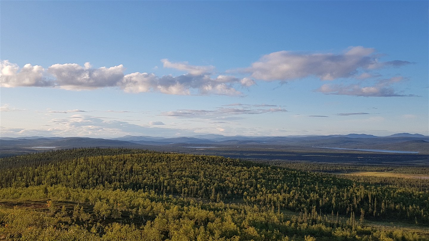 Utsikt över gröna barrskogar och blå himmel från ett berg.