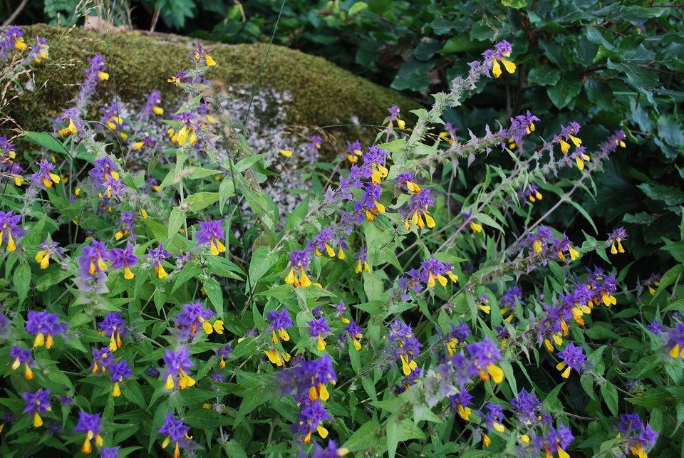 Natt och dag (Melampyrum nemorosum) i Småryd
