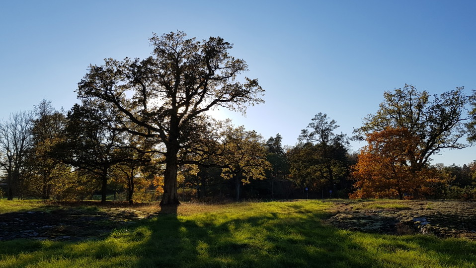 Ek vid Mölna ängar. Foto Lidingö stad