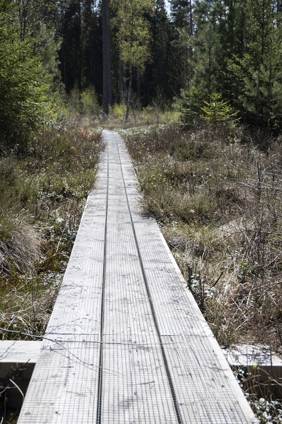 Spänger genom lågt ris och skog.