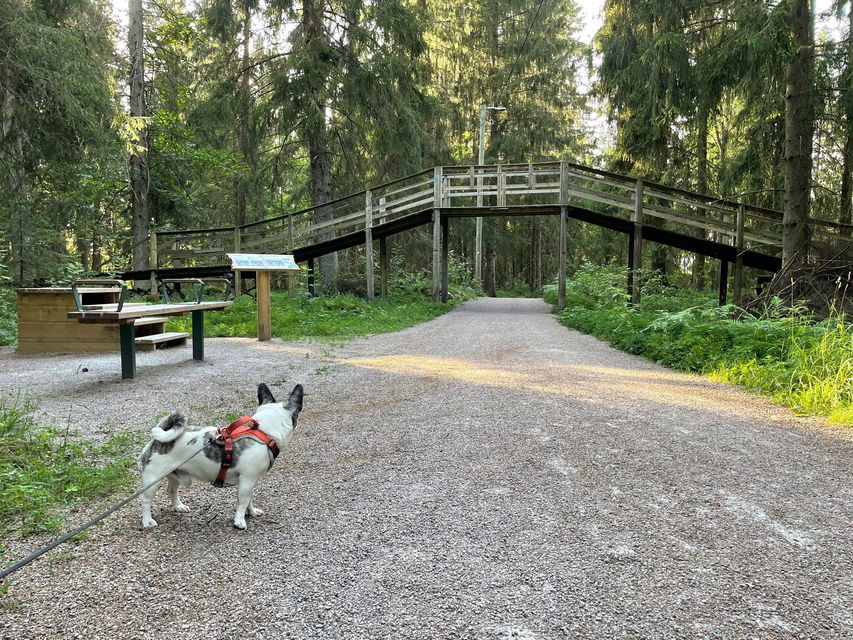 Liten hund vid en station av Hemlingbyrundan