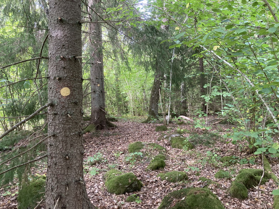 I förgrunden står en granstam med ledmarkering. På stigen ligger flera större stenar.